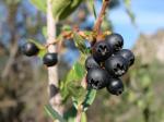: - Gaylussacia brasiliensis