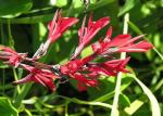 Indisches Blumenrohr - Canna indica