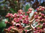 : - Miconia albicans