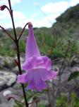 : - Jacaranda grandifoliolata