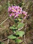 : - Lippia lacunosa