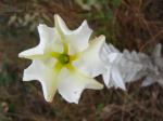 : - Mandevilla velame