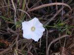 : - Merremia flagellaris