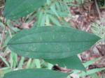 : - Miconia cubatanensis