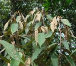 : - Acinodendron pepericarpum