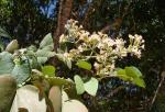 : - Mikania argyreiae