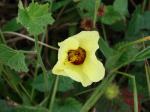 : - Pavonia cancellata