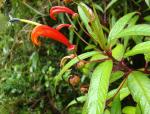 : - Centropogon ferrugineus