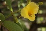 : - Qualea grandiflora