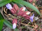 : - Schultesia pachyphylla