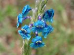: - Stachytarpheta gesnerioides