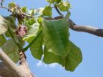 : - Sterculia striata