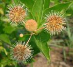 Knopfbusch - Cephalanthus occidentalis