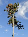 : - Triplaris americana