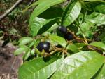 : - Vitex schaueriana