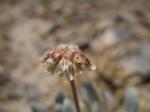 : - Eriogonum soliceps