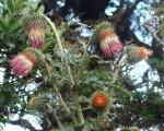 : - Cirsium subcoriaceum