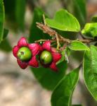 : - Clerodendrum tomentosum