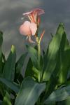: - Canna glauca