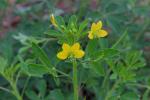 : - Cleome viscosa