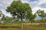 : - Brachychiton diversifolius