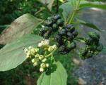 : - Clibadium leiocarpum