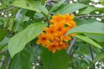 Scharlach-Kordie - Cordia sebestena