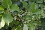 : - Cuscuta reflexa