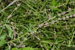 Spieß-Melde - Atriplex prostrata