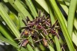:-Cymbidium aloifolium