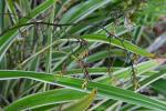Chinesische Flachslilie - Dianella ensifolia