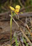 : - Diuris corymbosa