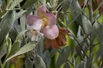 : - Eremophila platycalyx