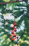: - Cojoba arborea