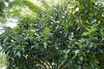 : - Fagraea ceilanica