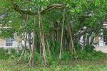 : - Ficus virens