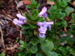 : - Hesperozygis myrtoides