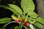 Springkraut-Impatiens niamniamensis
