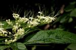 : - Clerodendrum cyrtophyllum