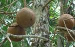 Kanonenkugelbaum - Couroupita guianensis