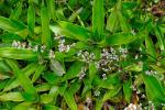 : - Callisia fragrans