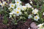 Stängellose Schlüsselblume-Primula vulgaris