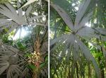 : - Cryosophila warscewiczii
