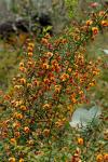 : - Daviesia ulicifolia subsp. ruscifolia