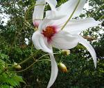 : - Dahlia campanulata