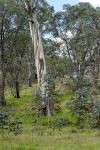 :-Eucalyptus rubida