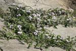 Wasserspinat - Ipomoea aquatica
