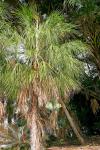 : - Livistona lorophylla