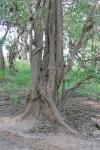 : - Lophostemon grandiflorus subsp. riparius