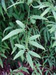: - Dicranopteris pectinata